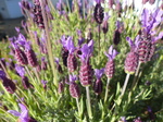FZ005442 Lavender in back garden.jpg